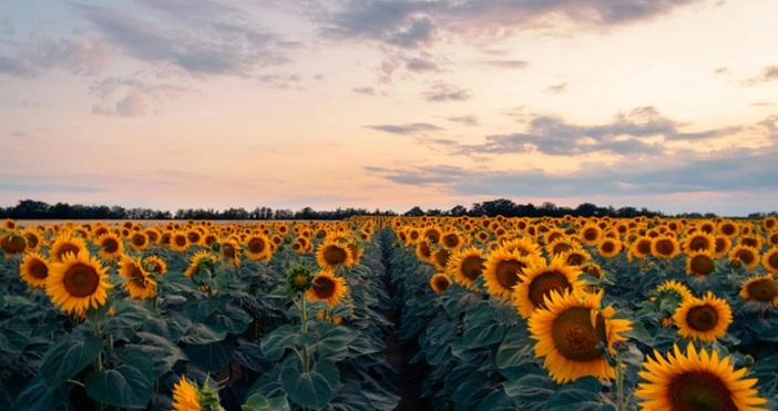Слънчогледовите полета в Украйна в момента са най опасната зона в