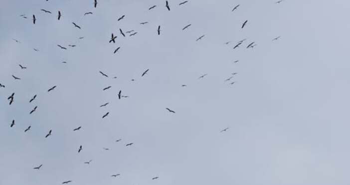 Гражданин пусна снимки от небето над Варна Щъркелите пристигнаха Не пролетно а