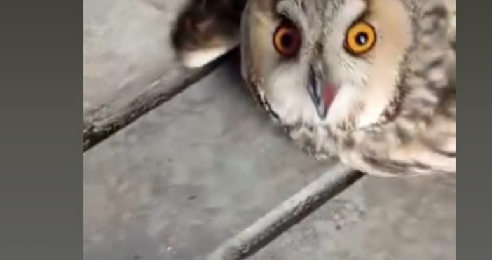 Едно от най мистичните горски създания бе открито под дърво до