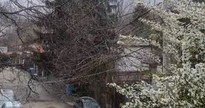 От НИМХ споделиха любопитни кадри.Сливите цъфнаха още преди дни. А