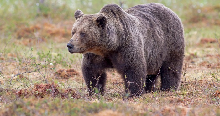 Мечка се е появила край границата над кюстендилското село Гърляно Това