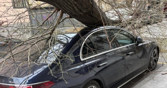 Автомобил Мерцедес бе смазан от дърво на улица Петко Каравелов