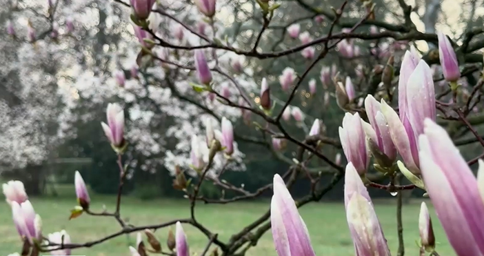 Стопкадър Нова ТвКрасива гледка на емблематично за България място Магнолиите в