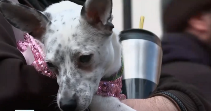 Общонационален протест в цялата страна срещу насилието над животни Демонстрации