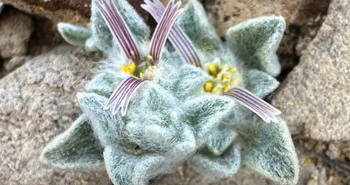 Американски ботаници проучват нов вид малко цвете открито наскоро в