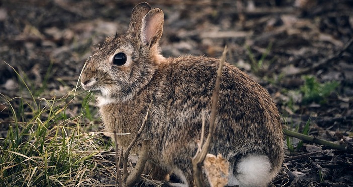 Април започва с дъждовно време и температури около нормата Ще