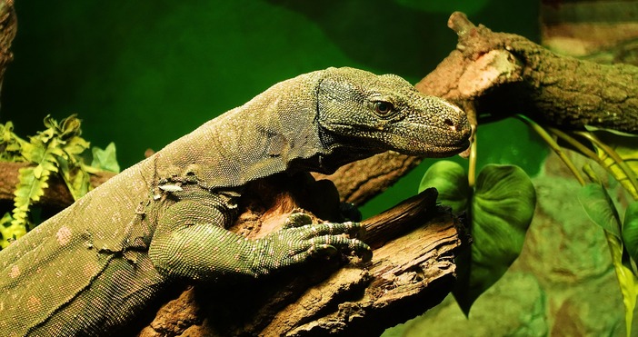 Митническите служители на летището във Виена са иззели седем живи