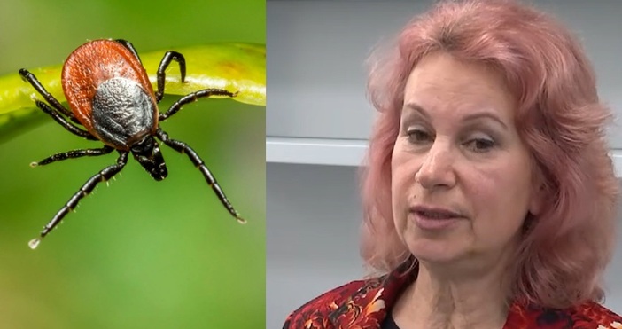Двоен ръст на Лаймска болест отчитат у нас от началото