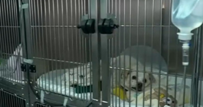 Прокуратурата във Велико Търново извърши проверка по случая с раненото