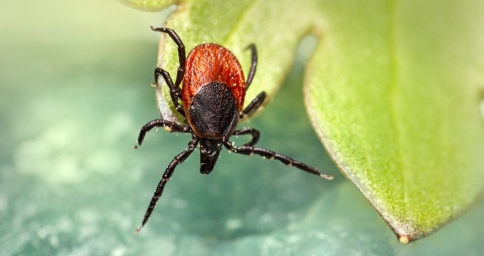 17 случаи на ухапани от кърлежи са регистрирани от Регионалната