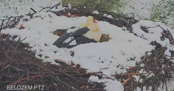 Снимки Аграрен университет Пловдив YoutubeСняг затрупа щъркеловите гнезда в село Белозем