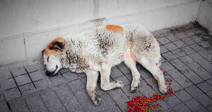 Разследва се нов сигнал за отровени кучета в Бобов дол