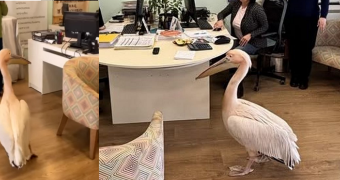 В мрежата плъзнаха забавни снимки и видеа с пеликана Стойчо