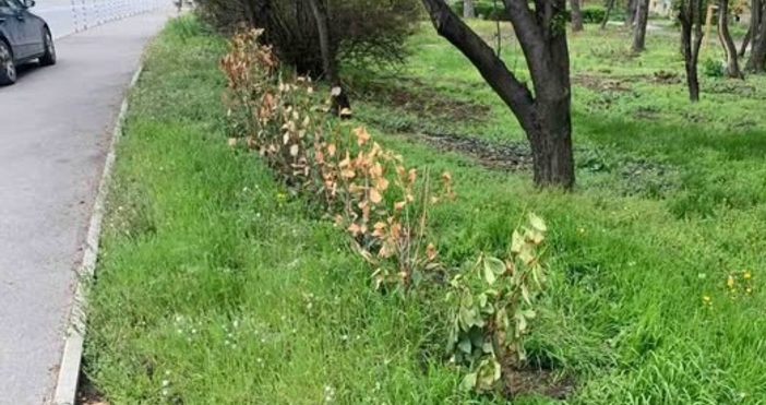 Мъжът задигнал 60 фиданки от софийския бул Цариградско шосе ги