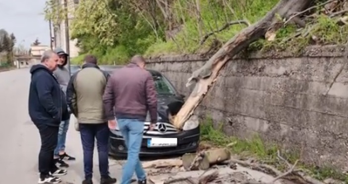 Ураганен вятър със скорост над 120 км ч събори огромно дърво