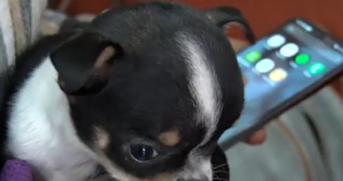 Общинските инспектори вече разполагат с два броя електронни четци От