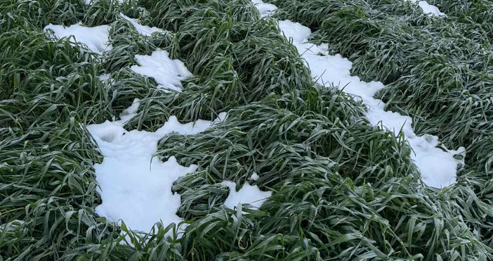 Снимки Български фермерски съюзБългарският фермерски съюз настоява за създаването на