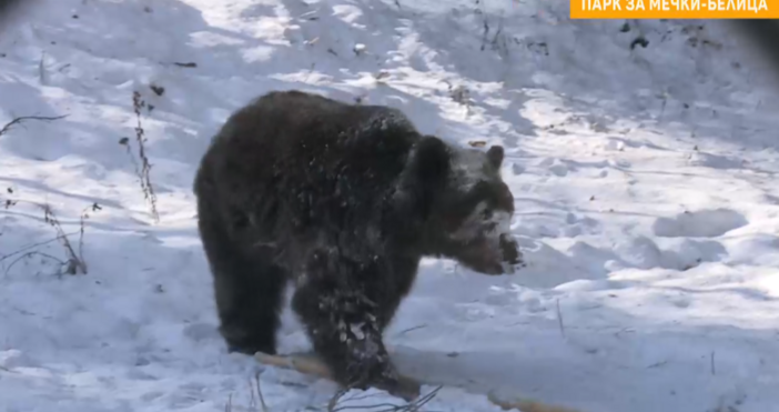 Всички 15 мечки в специалния парк за тях в Белица