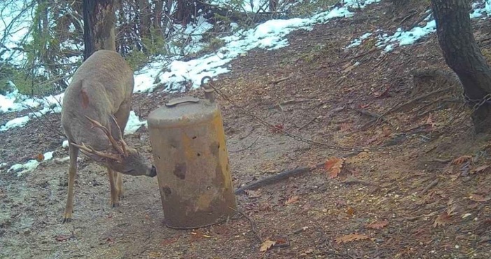 Уникален сръндак с три рога засечен край Ардино съобщи Гюнер