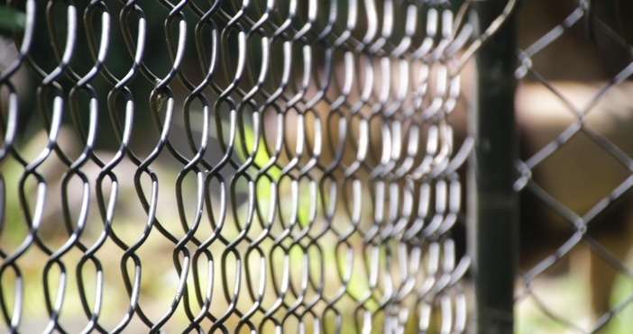 Иззети са животните от зоокъта в Централния градски парк в