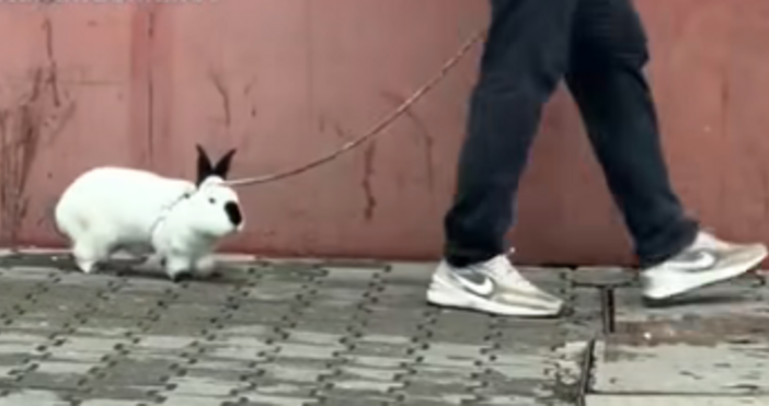 Нова мода в България Вместо кучета хората разхождат сладки зайчета по