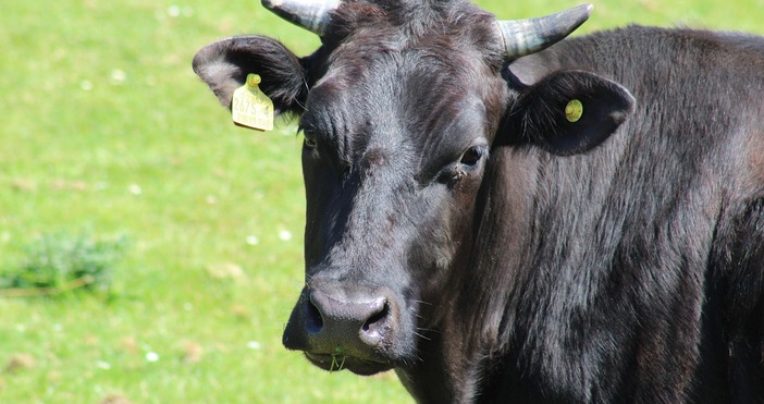Докато Германия е в разгара на дебат за това как