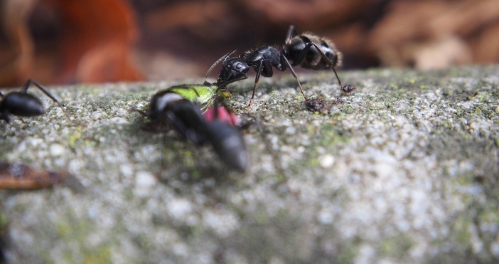 Инвазивен вид мравки се разпространява все по на север в