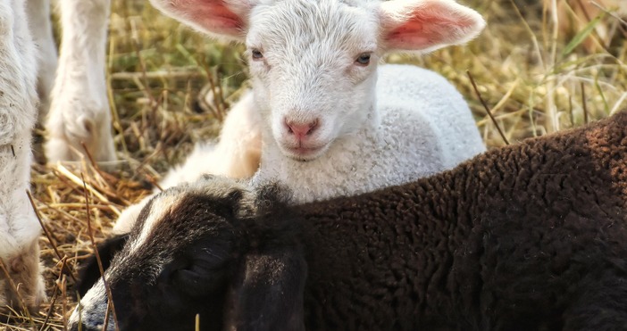 Крадци отмъкнаха 50 агнета от стопанство във врачанското село Бутан
