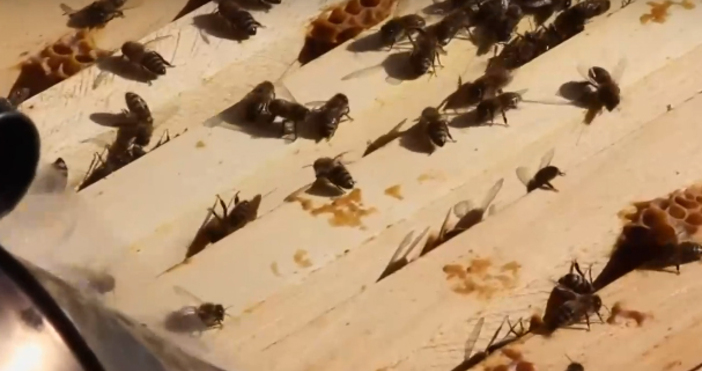 Пролетен мед в Добруджа няма да има заради високата зимна