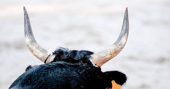 След нападение от бик е починал работник в кравеферма в