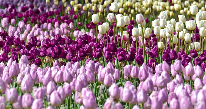 снимки община Варна47 000 лалета от различни сортове и цветове радват