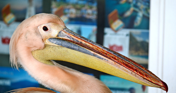 Снимки Община ВарнаСпециалистите от Спасителния център към варненския Зоопарк призовават