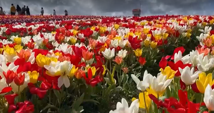 Сезонът на лалетата е в разцвета си Изпъстрени с цветове