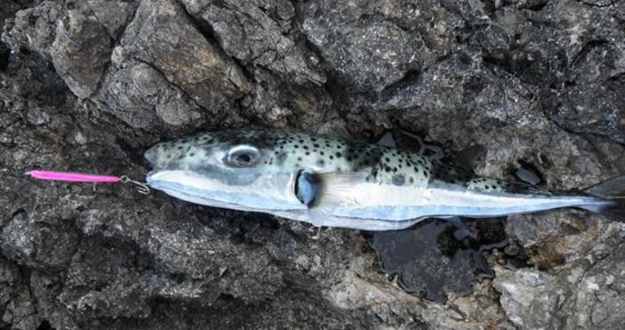 Martin УикипедияLagocephalus sceleratus е известна още като риба заек риба