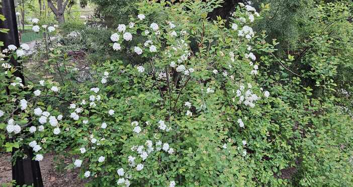 Прекрасен Майски сняг вече има във Варна Разхождащите се в Морската
