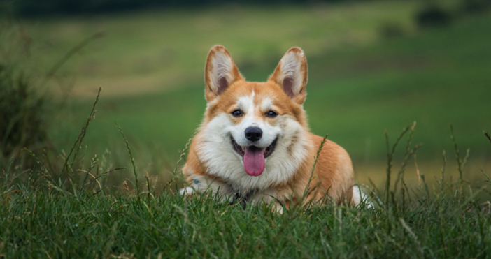 Светкавични коргита се състезаваха за победа в годишното надбягване The