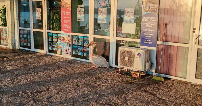 Варненец смята че любимецът на Варна пеликанът Стойчо е