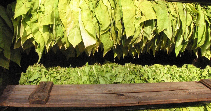 Срокът за вписване на тютюнопроизводителите в публичния регистър се удължава