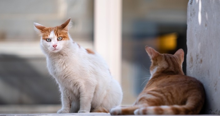 Отново разпръсната отрова с цел да бъдат избити улични животни Този