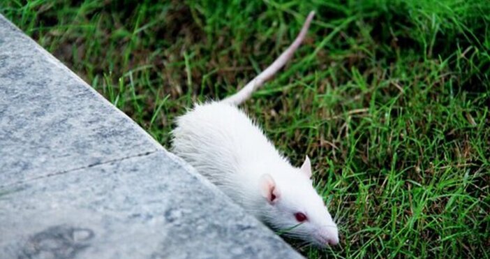 Отбелязва се от 1979 г по инициатива на Международната асоциация