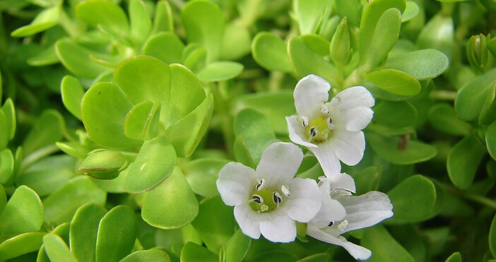 Интересът към растението бакопа се е увеличил драстично броят на