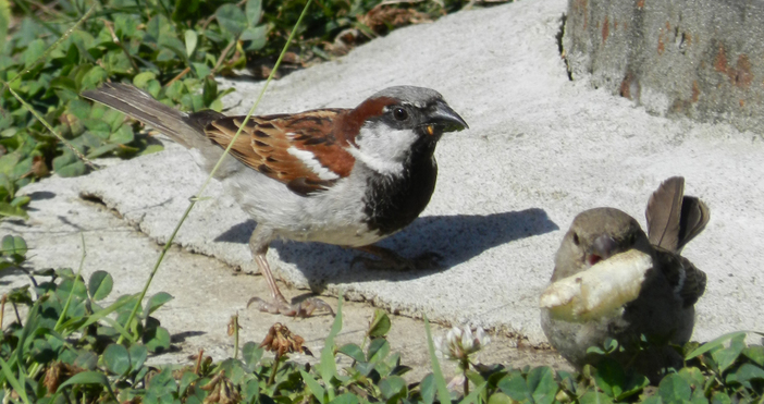 Снимки Petel bg На разходка за врабчета е инициатива на Българското дружество