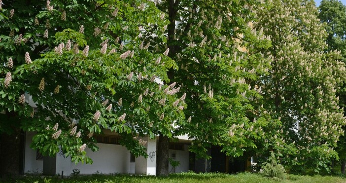 Във връзка с необходимостта от обработки срещу кестенов молец ще