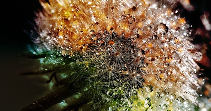 Любителите градинари го демонизират билкарите го обичат – глухарчето Ядливата дива