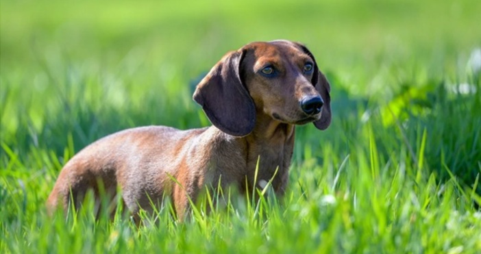 Дакелът Валери беше намерен в Австралия след 529 дни бягство