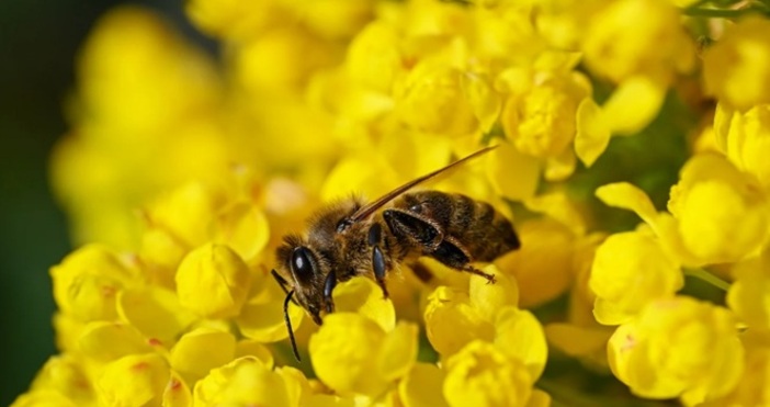 Утре ще бъде предимно слънчево над планинските райони с незначителна