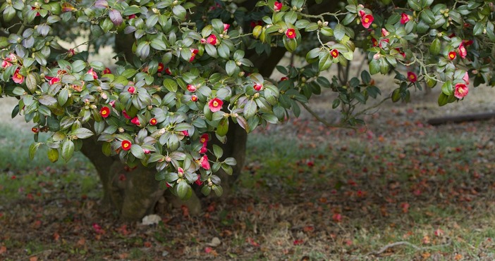 След студените дни и сланите в Източна България през следващите