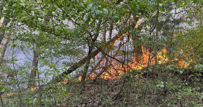 Пожар избухна в района на Държавно горско стопанство Невестино Огънят