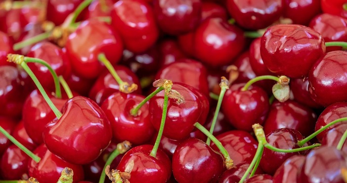 Узряха оранжерийните череши в сливенското село Самуилово каза Коста Петров