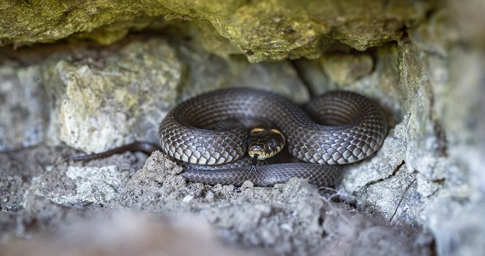 Змиите играят важна роля в екосистемите и следователно в градините